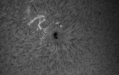 Bild "Sonne_20190411_093317_H-Alpha.jpg"